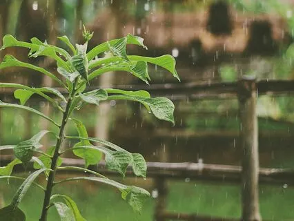 Garden Rain -  Flute And Rain Sounds