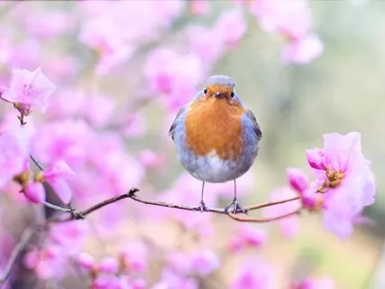 Garden - Relaxing, Dreamy Cosmic Harp With Birdsong
