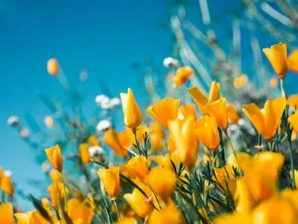 Gardening Your Mind - Planting Healthy Seeds