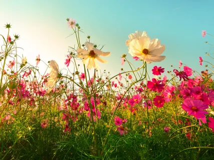 Gardening Your Soul ~ Serenity Wellness Podcast E56