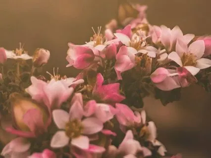 Gardens Of Love (Song)