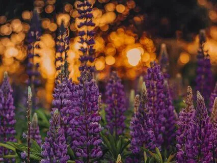 Gardens: Soothing And Relaxing Music