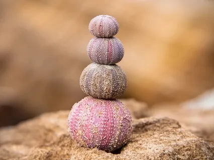 Гармония Утра 