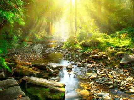 Gas Bubbles In The Forest