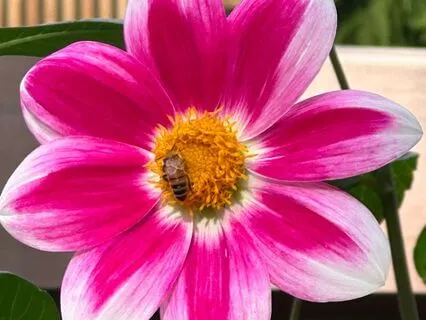 Gatha Meditation For Abundance