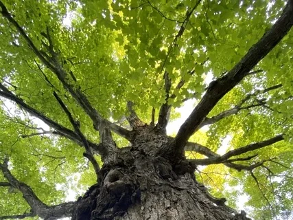 Gather Me Under Thy Wings