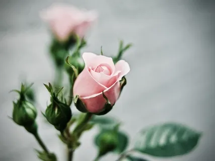 Gather Ye Rosebuds While Ye May (Poem By Robert Herrick)