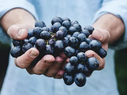 Gausos dienos vizualizacija