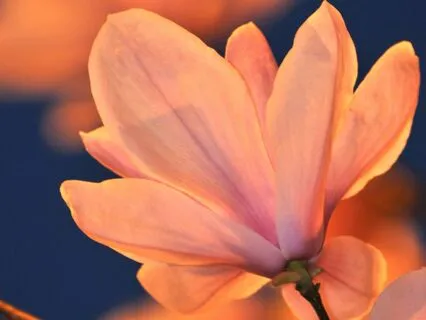 Gayatri Mantra (108x Chanting Practice)