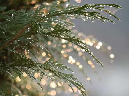 Gayatri Mantra: A Fresh Healing Melody For Meditation