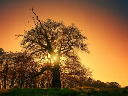 Gayatri Mantra | Slow Version 