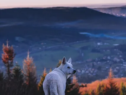 Gayatri Mantra (Working On Authenticity)