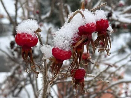 Geçen Yıla Bakış, Yeni Yıla Niyet