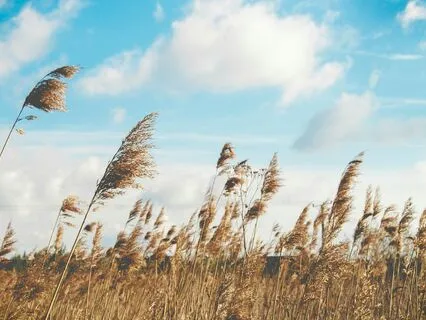 Gemini Meditation: The Breath Between The Words