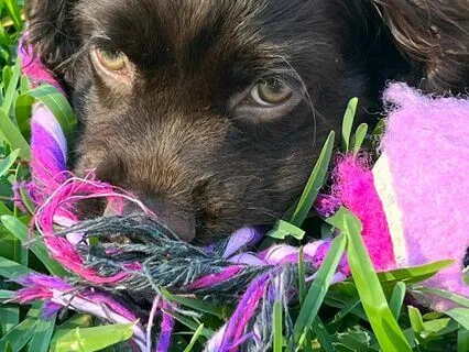 General Nursery Rhymes - Part II