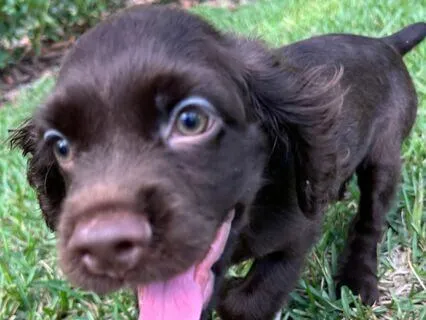 General Nursery Rhymes