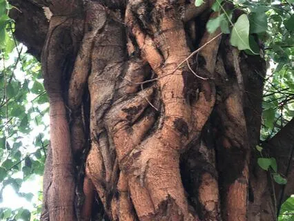 General Tarot Reading