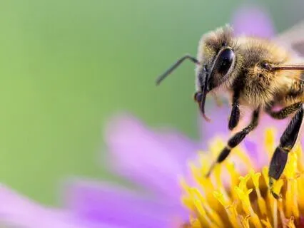 Generator Meditation (Human Design)