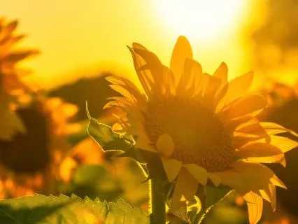 Gentle Affirmations - Midday Reset When You Feel Overwhelmed
