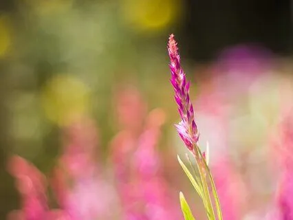 Gentle Bedtime Talk: A Conversation With Your Heart