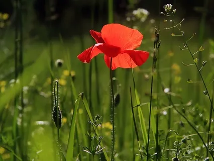 Gentle Bedtime Talk: A Guided Journey Home