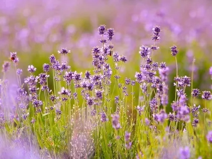 Gentle Bedtime Talk: A Journey Of Divine Connection