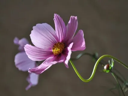 Gentle Bedtime Talk: Path Of Self-Compassion