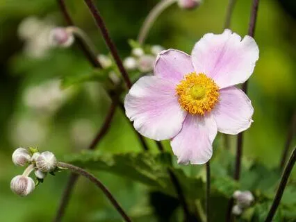 Gentle Bedtime Talk: A Path Of Self-Exploration