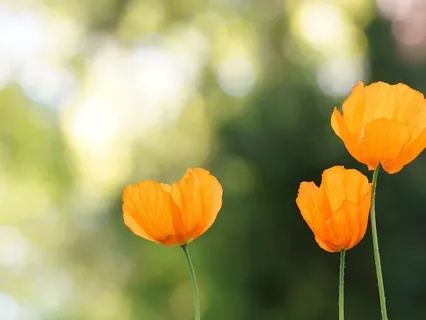 Gentle Bedtime Talk: A Path To Serenity