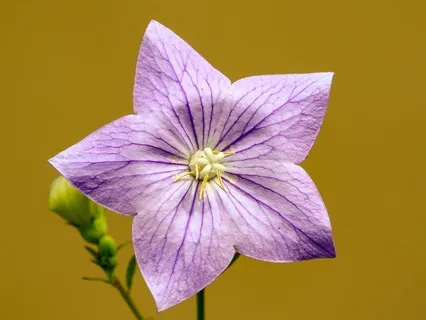 Gentle Bedtime Talk: A Path To Spiritual Renewal