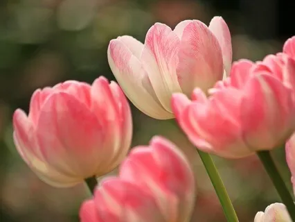 Gentle Bedtime Talk: A Pathway To Inner Awakening