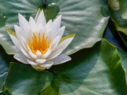 Gentle Bedtime Talk: Allowing Your Heart To Break Open