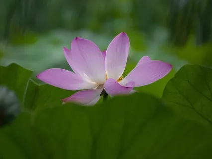 Gentle Bedtime Talk: Dismantling Barriers To  Love