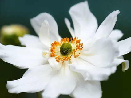 Gentle Bedtime Talk: Embrace Fear As Your Wise Counselor