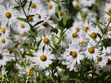 Gentle Bedtime Talk: Embrace Serenity In A Chaotic World