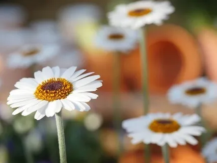 Gentle Bedtime Talk: Embrace The Wisdom Within Your Heart