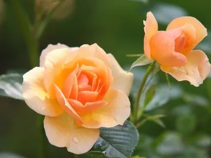 Gentle Bedtime Talk: Embrace Your Heart