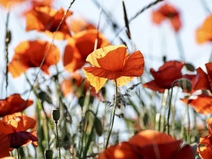 Gentle Bedtime Talk: Find Comfort On Your Grief Journey