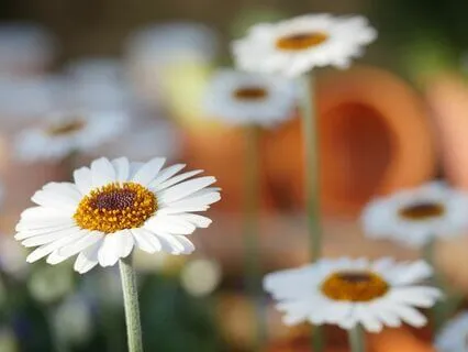 Gentle Bedtime Talk: Guide Your Nervous System To Calmness