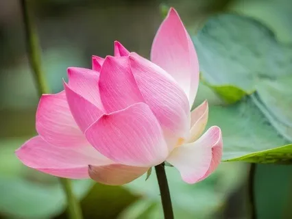 Gentle Bedtime Talk: Let Fear Guide You To Your Heart