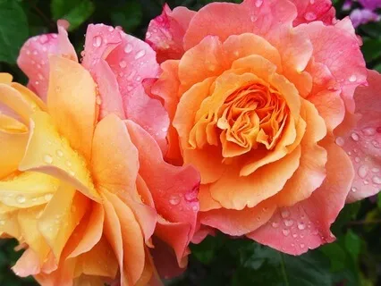 Gentle Bedtime Talk: Mind In Every Cell