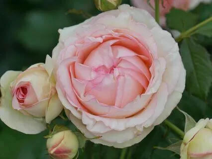 Gentle Bedtime Talk: Opening The Heart To Love