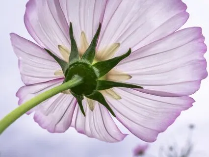 Gentle Bedtime Talk: Revitalize Your Essence