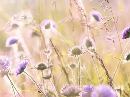 Gentle Bedtime Talk: Rumi’s Nightly Whispers