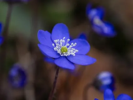 Gentle Bedtime Talk: Rumi's Tranquil Nighttime Whispers