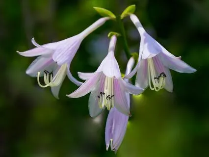 Gentle Bedtime Talk: The Mirror Of Your True Reflection