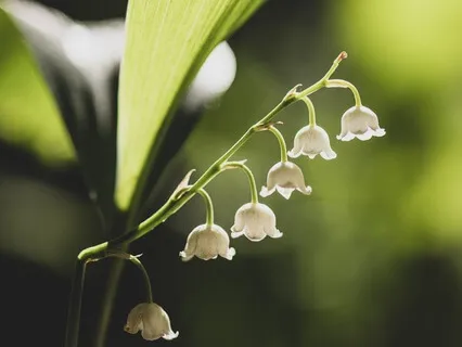 Gentle Bedtime Talk: To Serene Stillness