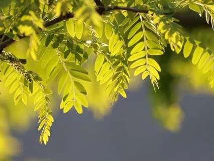 Gentle Bedtime Talk To Walk You Home