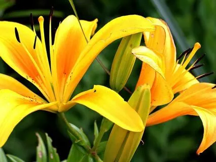 Gentle Bedtime Talks: Tuning Into Inner Wisdom