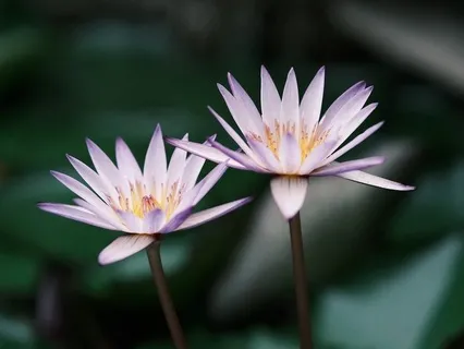 Gentle Bedtime Whispers To Nurture Your Heart